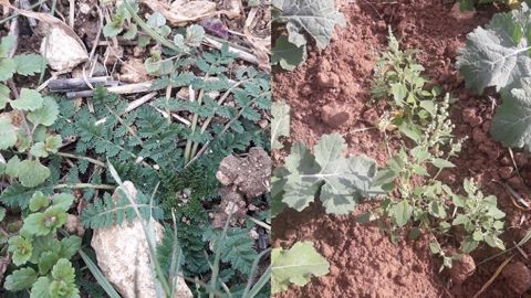 Terres Inovia fait le point sur la gestion des dicotylédones sur colzas en post-levée. (©Terres Inovia) Terres Inovia fait le point sur la gestion des dicotylédones sur colzas en post-levée. (©Terres Inovia)