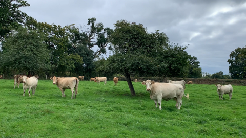 En août 2022, les importations de viande bovine française approchaient des 30 500 téc, soit une hausse de 16 % par rapport à août 2021. (©Terre-net media) En août 2022, les importations de viande bovine française approchaient des 30 500 téc, soit une hausse de 16 % par rapport à août 2021. (©Terre-net media)