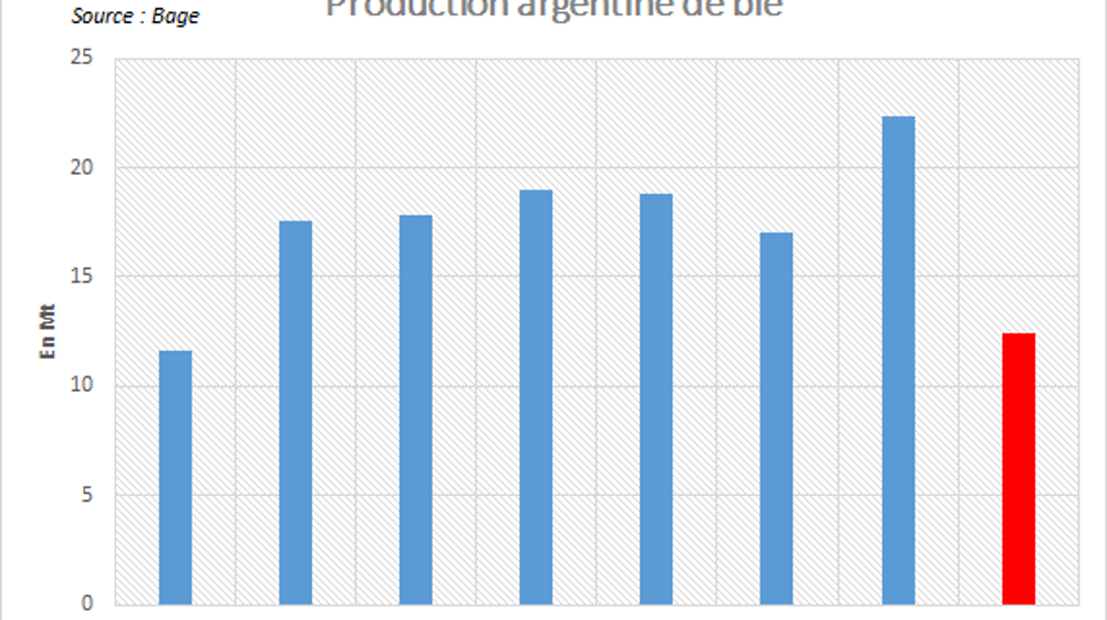 Les premiers retours de rendements en Argentine confirment la potentielle chute de la production nationale de blé.