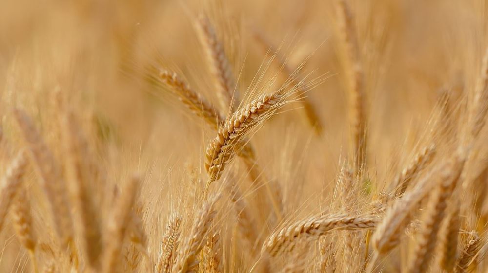 D'après le CIC, la production mondiale de céréales pour 2022/23 devrait atteindre 2 255 Mt. Ce serait la seconde récolte la plus importante après 2021/22 (©Pixabay)