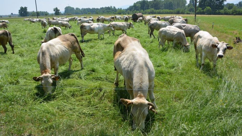 Les éleveurs de ruminants demandent au gouvernement davantage de garanties concernant l'évaluation des pertes des prairies, dans le cadre de la réforme de l'assurance. (©Terre-net Média)