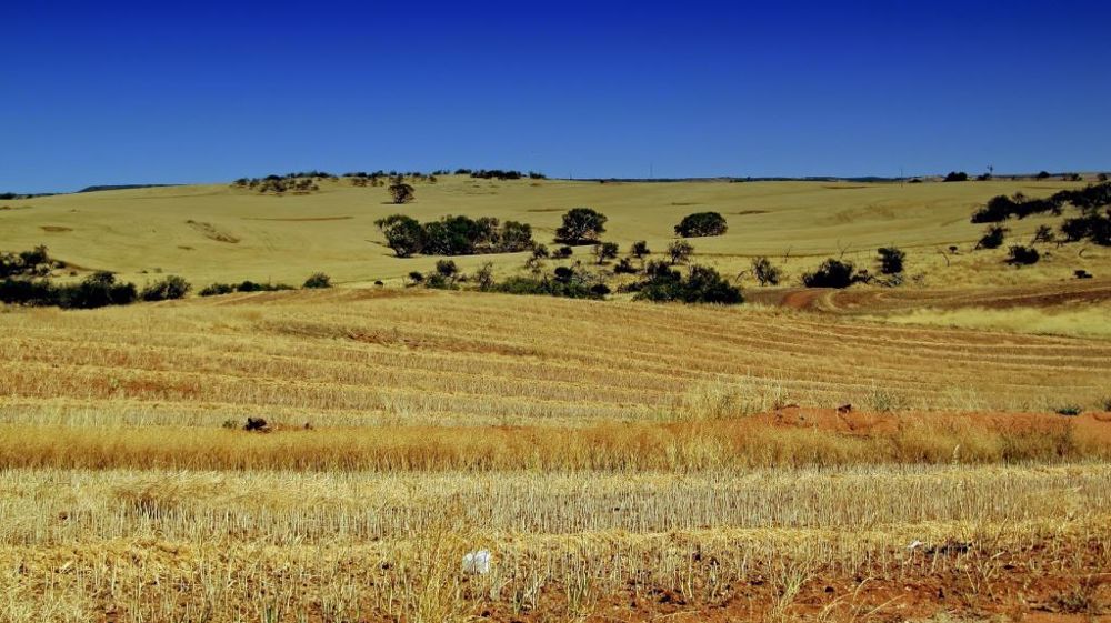 Malgré des pertes de potentiel dues au phénomène La Niña, la récolte de blé australienne, en cours, devrait atteindre un niveau historique (©Pixabay)
