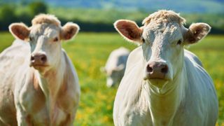 D'ici à 2032, le cheptel bovin total de l'UE devrait baisser de 9,1 %. La baisse serait de -6 % pour le cheptel allaitant. (©AdobeStock) D'ici à 2032, le cheptel bovin total de l'UE devrait baisser de 9,1 %. La baisse serait de -6 % pour le cheptel allaitant. (©AdobeStock)