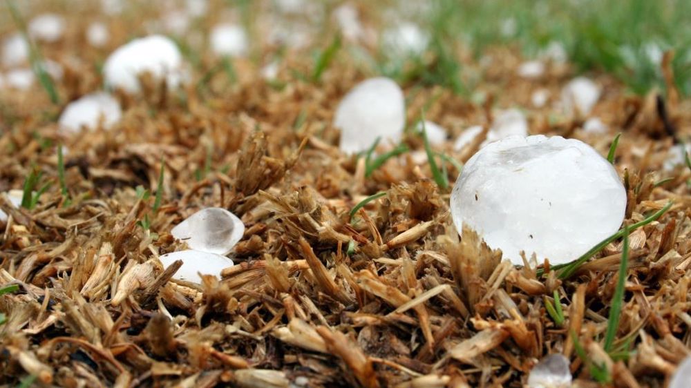 Échaudés par les épisodes de grêle et de gel du printemps dernier, certains agriculteurs prévoient d'attendre avant d'engager du blé de la récolte à venir (©Pixabay)