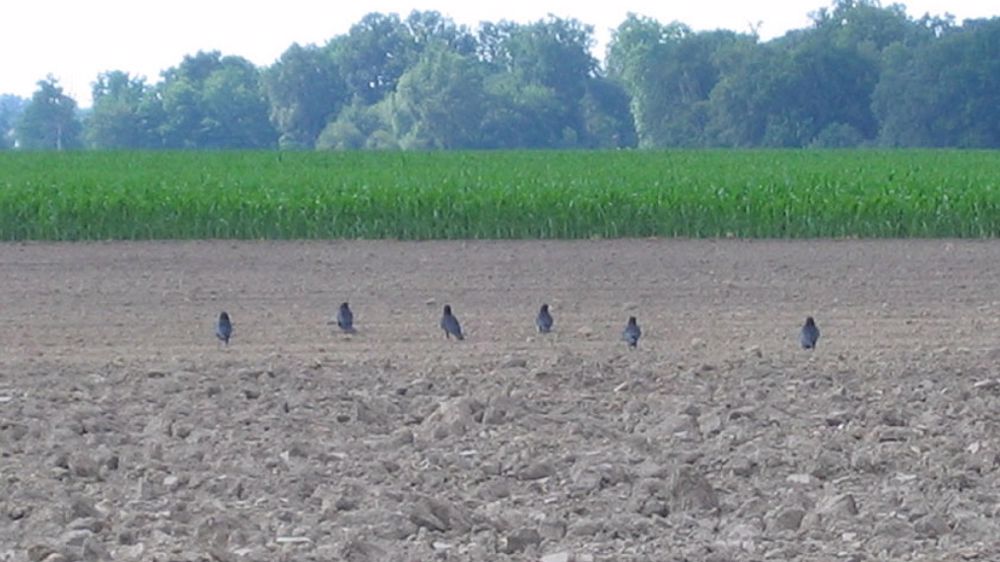 Et chez vous ? Avez-vous eu des attaques de corbeaux dans vos parcelles de maïs en 2022 ? Venez partager votre situation dans les commentaires en dessous de l'article. (©Arvalis-Institut du végétal)