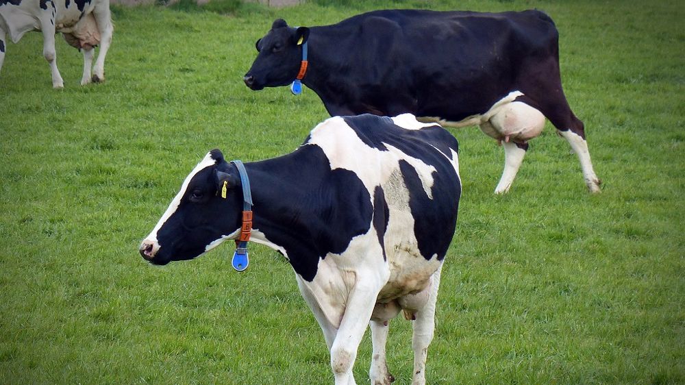 Si le gain en confort de travail est avéré, la Chambre d'agriculture de Normandie (en collaboration avec l'Institut de l'élevage) ont cherché à mesurer l'intérêt des détecteurs de chaleurs sur les performances à la reproduction. (©Pixabay)