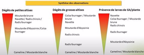 Synthèse des observations