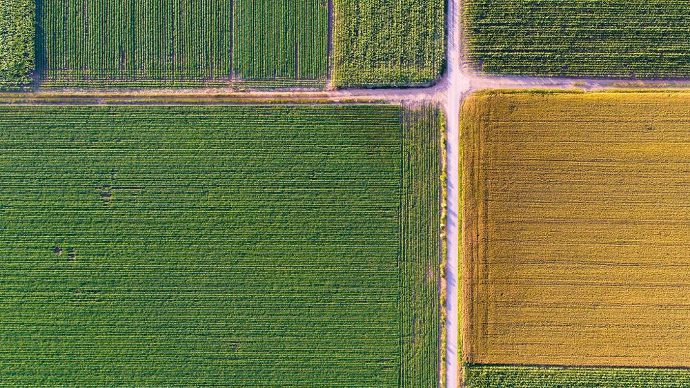 Les travaux de l'équipe de chercheurs français, néerlandais et chinois concernant les performances des cultures associées sont <a href="https://www.inrae.fr/actualites/securiser-production-agricole-mondiale-demonstration-performances-cultures-associees" target="_blank">parus dans la revue PNAS le 3 janvier dernier</a>. (©Adobe Stock)