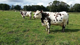 Danone achète le lait de 58 000 exploitations laitières dans 20 pays. (©Terre-net Média)