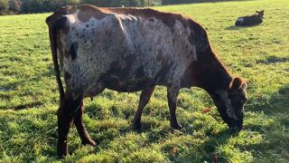 L'évaluation génomique des femelles croisées a démarré avec le croisement 3 voies Holstein x Montbéliarde x Rouge Danoise, mais il devrait se poursuivre sur d'autres types de croisements (comme sur ici Holstein x Normande). (©Terre-net Média) L'évaluation génomique des femelles croisées a démarré avec le croisement 3 voies Holstein x Montbéliarde x Rouge Danoise, mais il devrait se poursuivre sur d'autres types de croisements (comme sur ici Holstein x Normande). (©Terre-net Média)