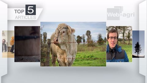 Articles les plus lus sur Web-agri cette semaine. (©Terre-net Média)