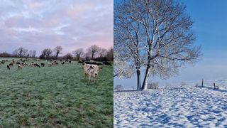 L'heure de la mise à l'herbe pour certains, quand d'autres sont sous la neige L'heure de la mise à l'herbe pour certains, quand d'autres sont sous la neige