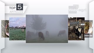 Articles les plus lus cette semaine sur Web-agri. (©Terre-net Média)