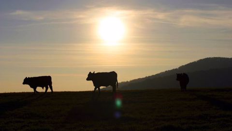 11 épisodes de fortes chaleurs ont été enregistrés en 2022. (©Pixabay) 11 épisodes de fortes chaleurs ont été enregistrés en 2022. (©Pixabay)