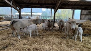 Limiter l'accès aux mères allaitantes peut être un levier pour améliorer la fertilité des vaches, et les performances de croissances des veaux (©Terre-net Média)