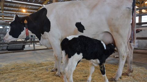 Le risque de dérèglement métabolique exige une attention particulière auprès des vaches laitières 20 jours avant vêlage et 20 jours après. (©Terre-net Média) Le risque de dérèglement métabolique exige une attention particulière auprès des vaches laitières 20 jours avant vêlage et 20 jours après. (©Terre-net Média)