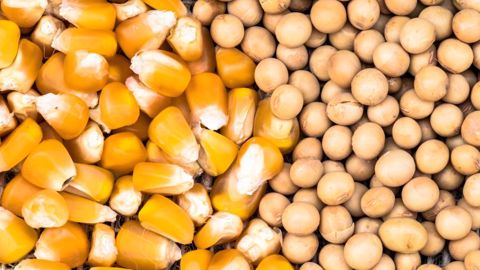 L'USDA a révisé à la baisse la production mondiale de maïs et de soja pour la campagne en cours (©AdobeStock) L'USDA a révisé à la baisse la production mondiale de maïs et de soja pour la campagne en cours (©AdobeStock)