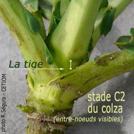 ???Début du stade sensible du colza vis-à-vis du charançon de la tige