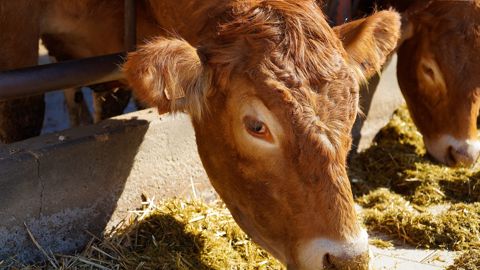 Avec la hausse du coût de l'aliment, finir ses animaux est moins avantageux que par le passé.  (© Pascvii - Pixabay)