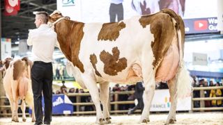 Lili, championne adulte de la race montbéliarde Lili, championne adulte de la race montbéliarde