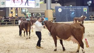 Narcisse et Rose, les championnes du concours Abondance Narcisse et Rose, les championnes du concours Abondance