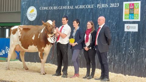 Océane, grande championne de la race pie rouge