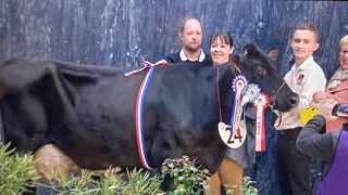 AJL Margue du Gaec Pruvot (02) remporte le concours Rouge Flamande AJL Margue du Gaec Pruvot (02) remporte le concours Rouge Flamande