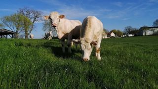 Le déprimage doit s'interrompre dès que la quantité d’herbe est suffisante dans les autres parcelles destinées au pâturage (8 à 10 cm de hauteur herbomètre). (©Arvalis) Le déprimage doit s'interrompre dès que la quantité d’herbe est suffisante dans les autres parcelles destinées au pâturage (8 à 10 cm de hauteur herbomètre). (©Arvalis)