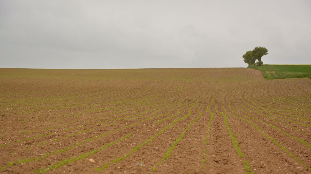 Le groupe Deleplanque confirme « son optimisme dans le fait de pouvoir proposer à court terme un portefeuille variétal constitué à 90 % de variétés de betteraves tolérantes à la jaunisse ». (©Terre-net Média)