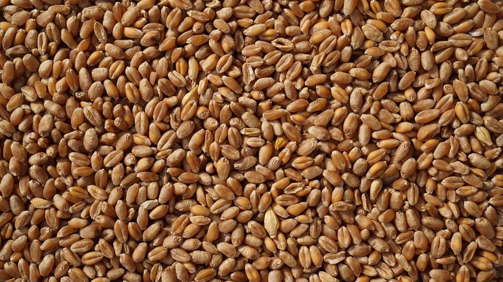Pour 2023, « on baigne dans l'incertitude pour le blé et le maïs », selon Dax Wedemeyer, de US Commodities.  (©<a href="https://pixabay.com/fr/photos/bl%c3%a9-grain-des-graines-agriculture-2205569/" target="_blank">Skyradar/Pixabay</a>)