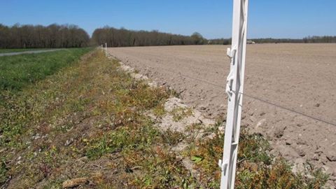 Selon les estimations, la France pourrait compter environ un million de sangliers. (©Terre-net Média) Selon les estimations, la France pourrait compter environ un million de sangliers. (©Terre-net Média)