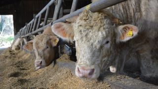 Pois, féverole ou tourteau pour la ration des JB ?