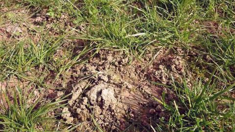 Restaurer ses prairies abîmées pour attaquer la nouvelle campagne