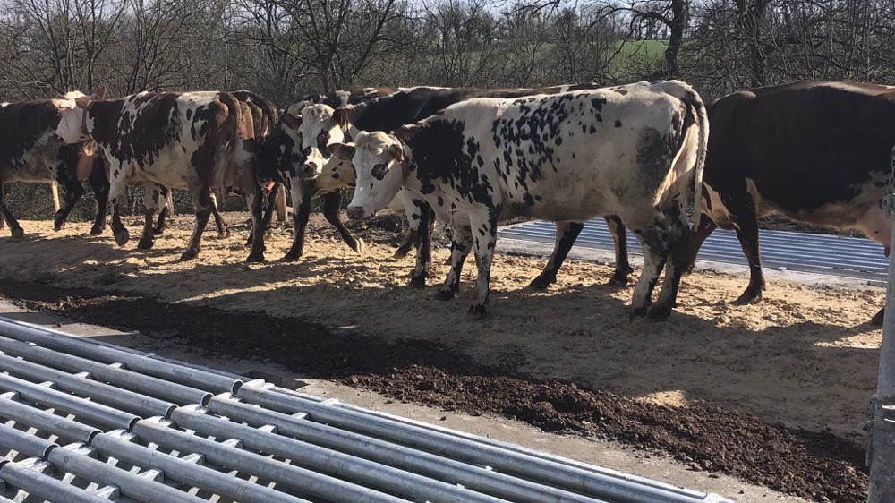Le passage canadien oriente les vaches en sortie d'étable. (© Xavier Garnier)