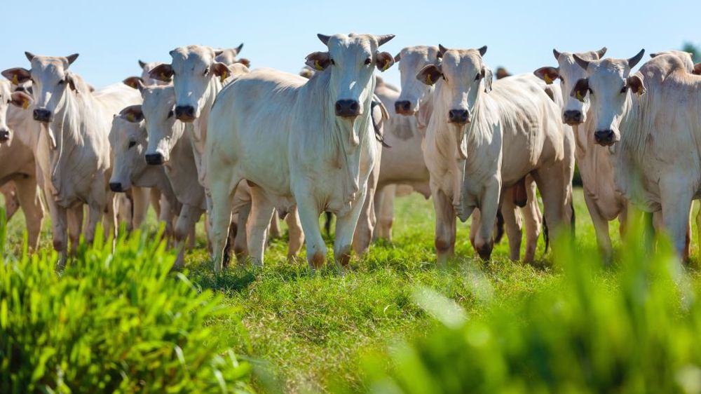 Les quatre pays du bloc sud-américain fournissent un quart de la production et plus d’un tiers des exportations mondiales de viande bovine. (<a href="https://stock.adobe.com/fr/contributor/208871371/erich-sacco?load_type=author&prev_url=detail" target="_blank">©Erich Sacco</a>, AdobeStock)