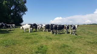 Quelles orientations de la future Pac 2027-2032, notamment pour l'élevage laitier ? (©Terre-net Média)