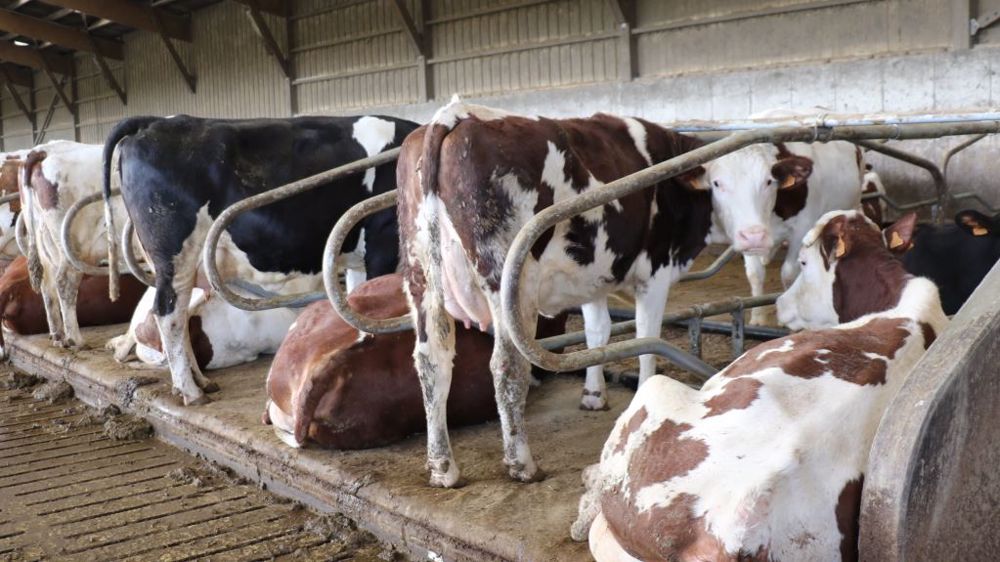 Si la persistance laitière est bonne, allonger les lactations des vaches permet de continuer à produire sans vêlage (et donc de faire moins de veaux à terme). (©Terre-net Média)