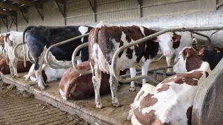 Si la persistance laitière est bonne, allonger les lactations des vaches permet de continuer à produire sans vêlage (et donc de faire moins de veaux à terme). (©Terre-net Média)