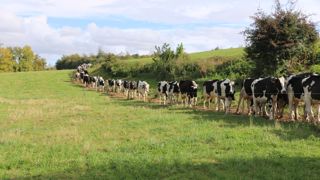 La première sortie des génisses est parfois l'occasion de belles frayeurs ! (©Terre-net media)