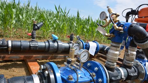 Pour les éleveurs, l'irrigation contribue également à sécuriser la production de fourrage. (© Terre-net Média)