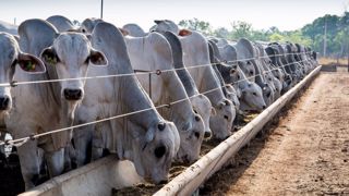 Le Brésil est le premier exportateur mondial de viande bovine, atteignant en 2022 le record de 2,3 Mt exportés (+ 26% par rapport à 2021) pour une valeur de 13,1 Md$ (+ 42 %). (<a href="https://stock.adobe.com/fr/contributor/209673116/henrique-ferrera?load_type=author&prev_url=detail" target="_blank">©Henrique Ferrera</a>, AdobeStock) Le Brésil est le premier exportateur mondial de viande bovine, atteignant en 2022 le record de 2,3 Mt exportés (+ 26% par rapport à 2021) pour une valeur de 13,1 Md$ (+ 42 %). (<a href="https://stock.adobe.com/fr/contributor/209673116/henrique-ferrera?load_type=author&prev_url=detail" target="_blank">©Henrique Ferrera</a>, AdobeStock)