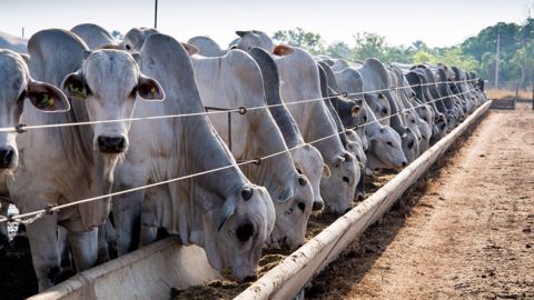 Le Brésil est le premier exportateur mondial de viande bovine, atteignant en 2022 le record de 2,3 Mt exportés (+ 26% par rapport à 2021) pour une valeur de 13,1 Md$ (+ 42 %). (<a href="https://stock.adobe.com/fr/contributor/209673116/henrique-ferrera?load_type=author&prev_url=detail" target="_blank">©Henrique Ferrera</a>, AdobeStock) Le Brésil est le premier exportateur mondial de viande bovine, atteignant en 2022 le record de 2,3 Mt exportés (+ 26% par rapport à 2021) pour une valeur de 13,1 Md$ (+ 42 %). (<a href="https://stock.adobe.com/fr/contributor/209673116/henrique-ferrera?load_type=author&prev_url=detail" target="_blank">©Henrique Ferrera</a>, AdobeStock)