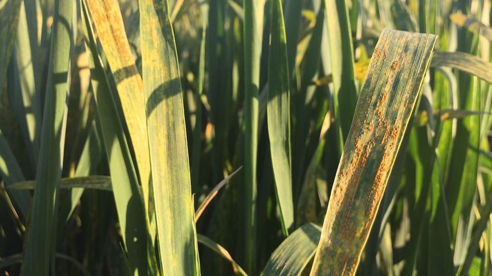 Les BSV appellent à démarrer la surveillance des maladies foliaires pour les parcelles de blé les plus avancées. (©Terre-net Média)