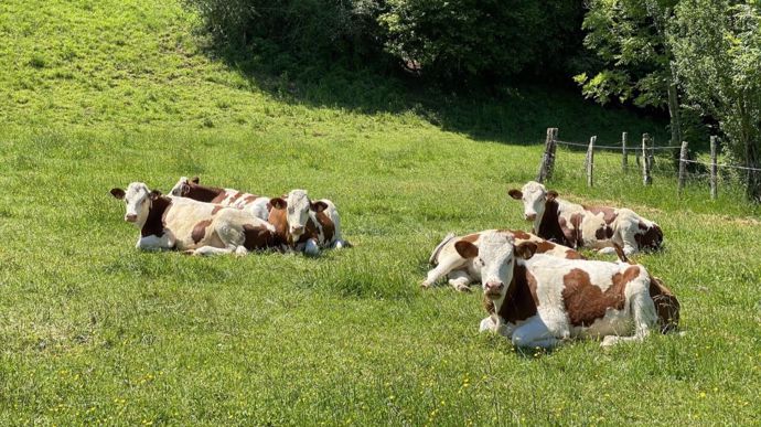 Gaec du Mûrier (42) : « On a quitté Biolait pour Sodiaal »