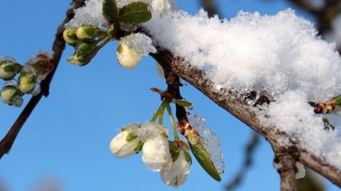 Les arbres fruitiers en fleurs pourraient souffrir de ce retour du gel. (©Pixabay) Les arbres fruitiers en fleurs pourraient souffrir de ce retour du gel. (©Pixabay)