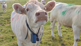 En équipant que la meneuse ou la dominante du troupeau, les vaches aux colliers désactivés sont quand même sorties de la zone de pâturage. (©Arvalis) En équipant que la meneuse ou la dominante du troupeau, les vaches aux colliers désactivés sont quand même sorties de la zone de pâturage. (©Arvalis)