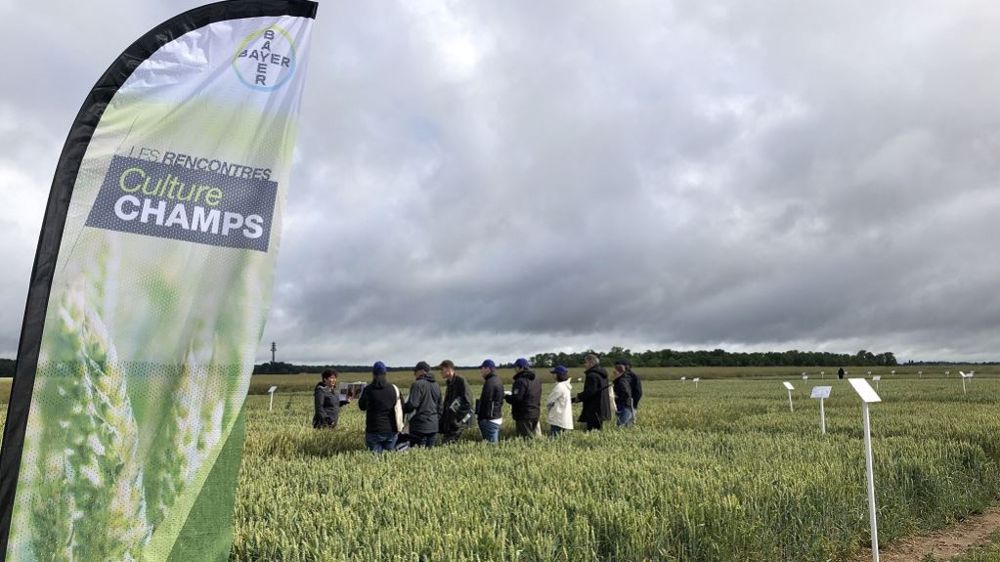Les plateformes Culture champs démontrent, depuis plusieurs années, l’intérêt de combiner les leviers contre les adventices. (© Bayer)