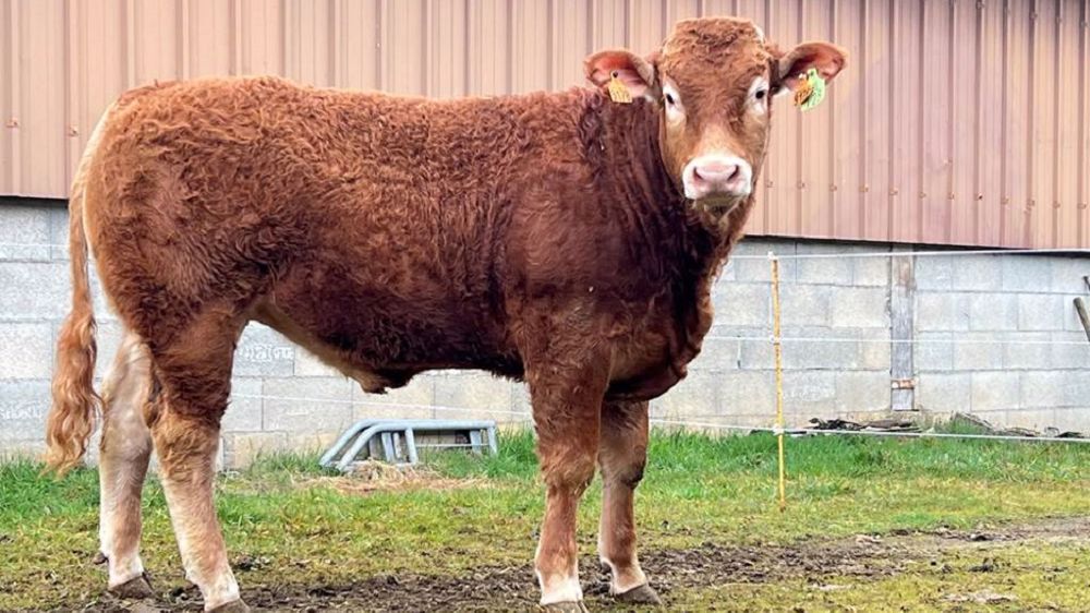 Tango, taureau limousin possède de bonne qualité de race ainsi qu'une belle régularité de croissance. (© Station ABL)