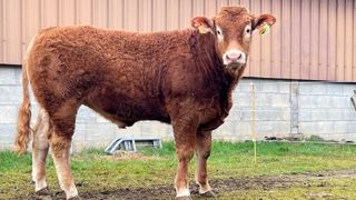 Tango, taureau limousin possède de bonne qualité de race ainsi qu'une belle régularité de croissance. (© Station ABL) Tango, taureau limousin possède de bonne qualité de race ainsi qu'une belle régularité de croissance. (© Station ABL)