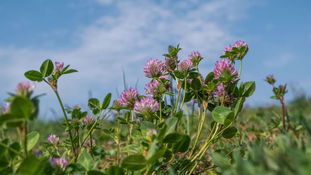 Le trèfle violet aura une pérennité d'environ 2 ans contre 5 ans pour la luzerne. (©Pixabay) Le trèfle violet aura une pérennité d'environ 2 ans contre 5 ans pour la luzerne. (©Pixabay)